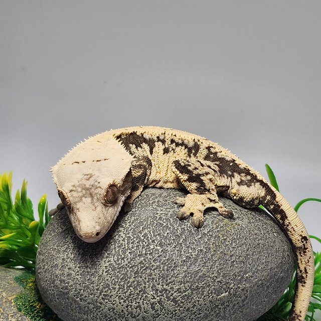 노멀 드리피 트라이