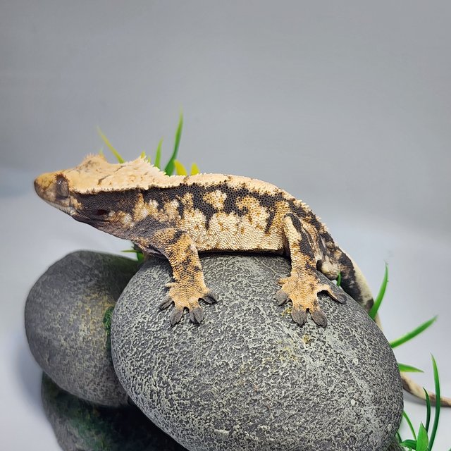 노멀 트라이 옐로우 익스트림할리퀸