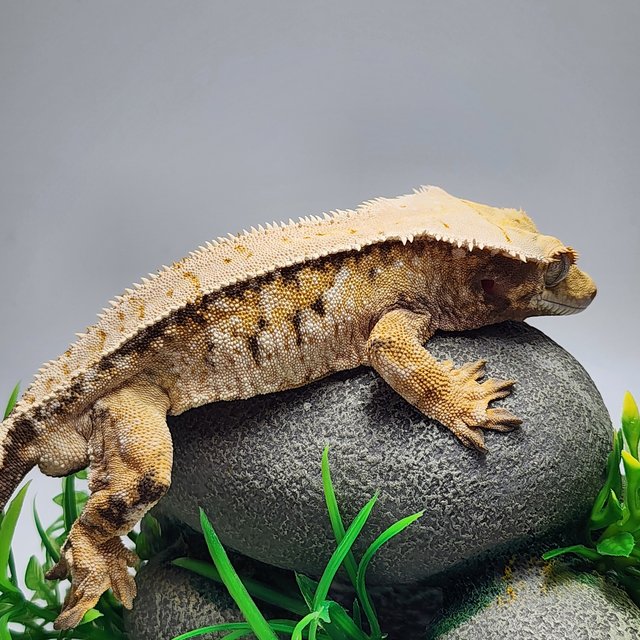 노멀 드리피 트라이