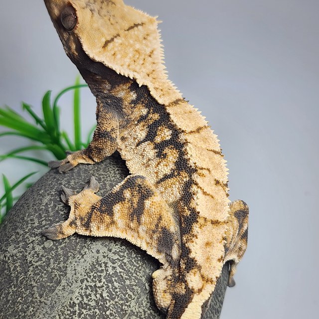 노멀 트라이 옐로우 익스트림할리퀸