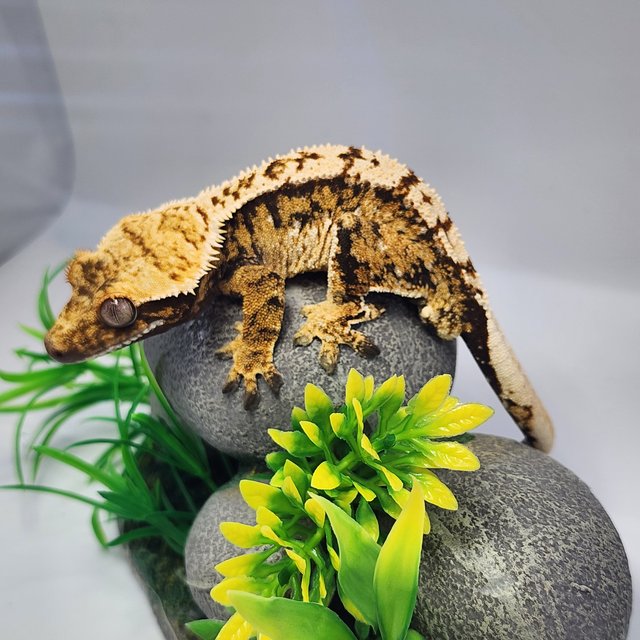 노멀 트라이 익스트림할리퀸