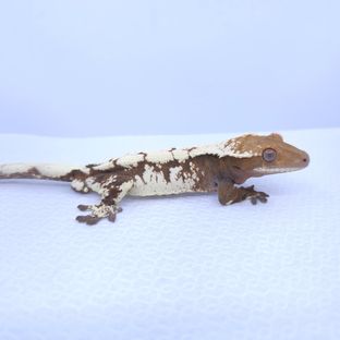 세이블