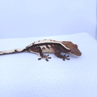 세이블