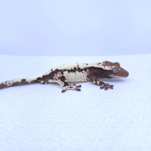 세이블