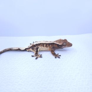 세이블