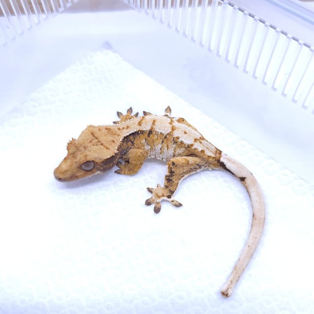 트라이 익스트림할리퀸