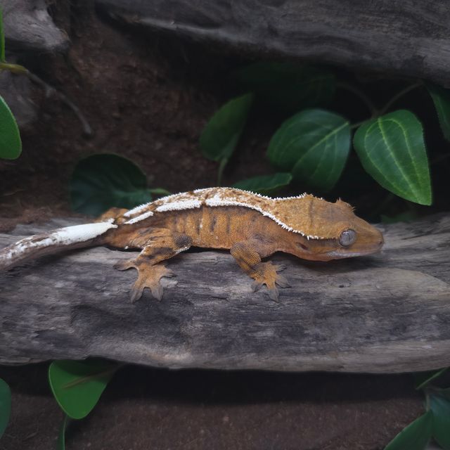 세이블