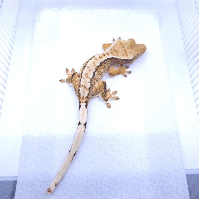 트라이 익스트림할리퀸
