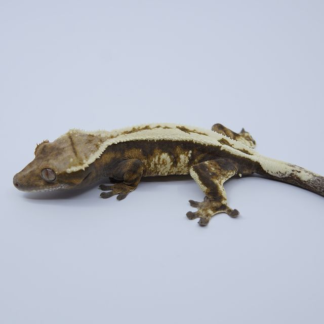세이블 풀핀