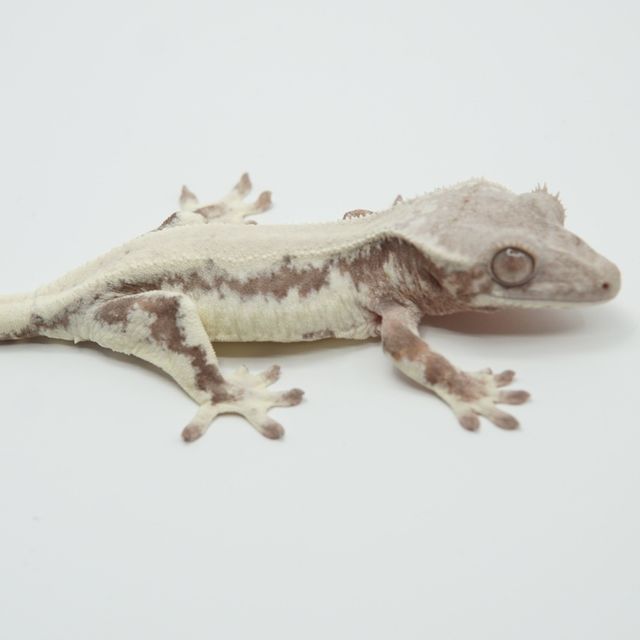 릴리 세이블