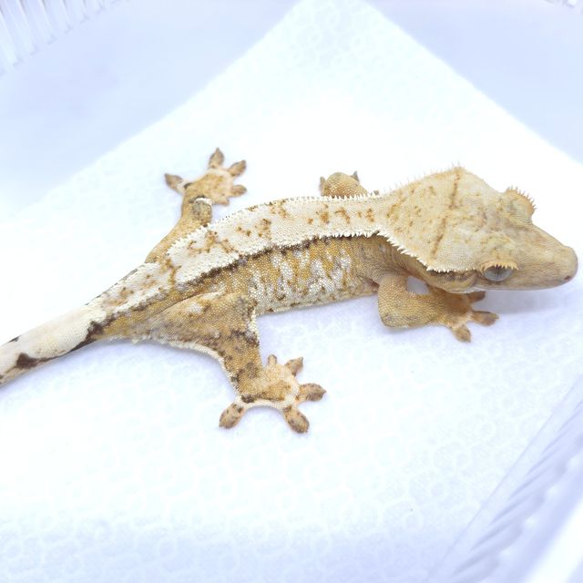크림시클