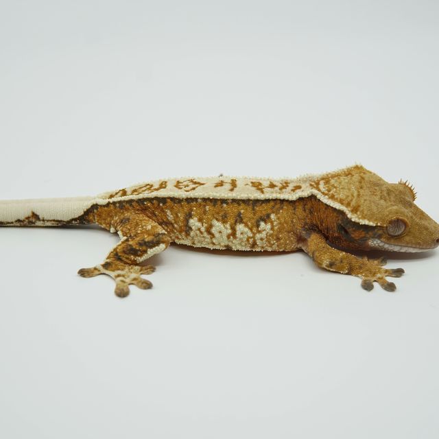 텐저린 트라이