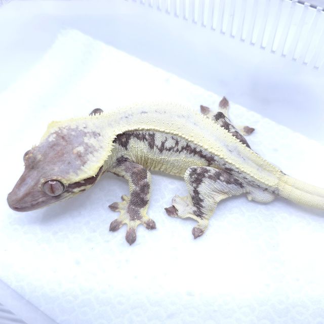 릴리 세이블