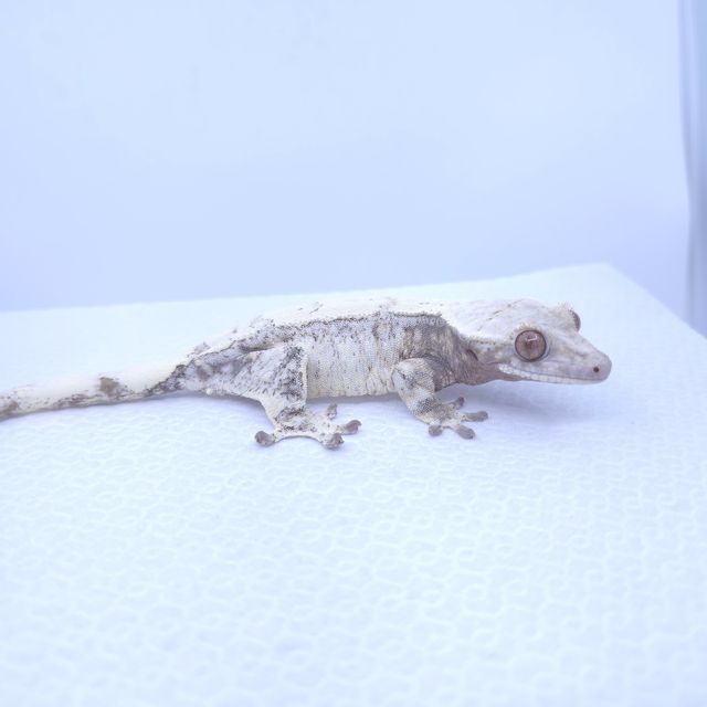 세이블