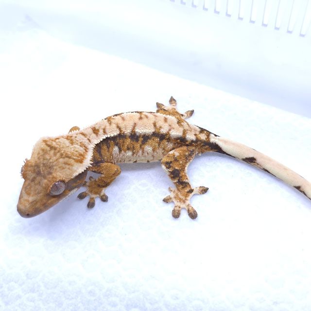 트라이 익스트림할리퀸