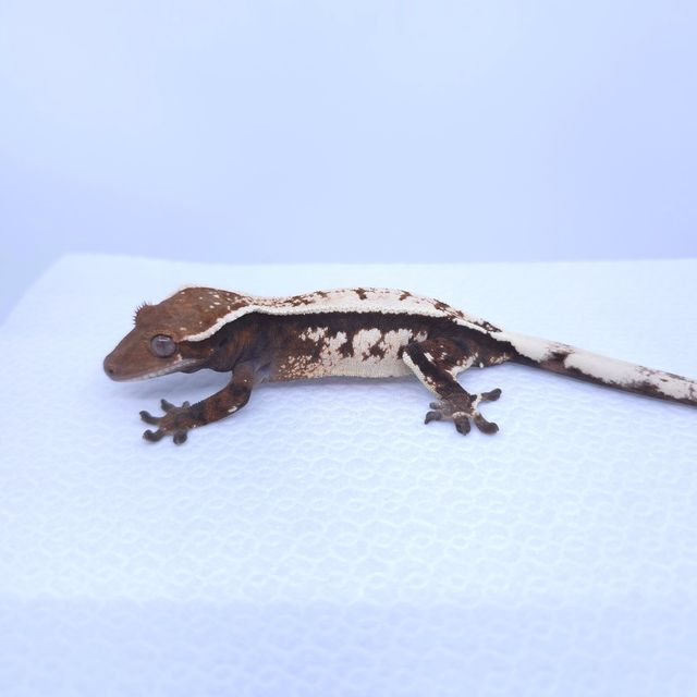 세이블