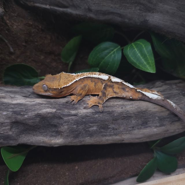 세이블