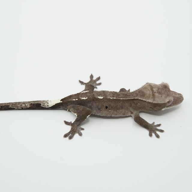 아잔틱