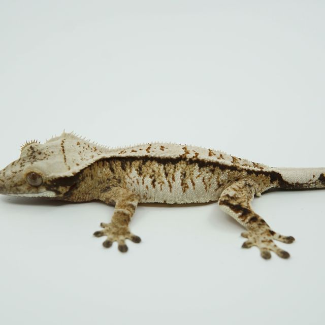 트라이