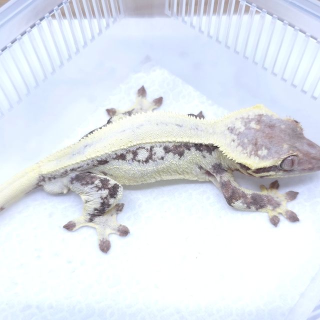 릴리 세이블