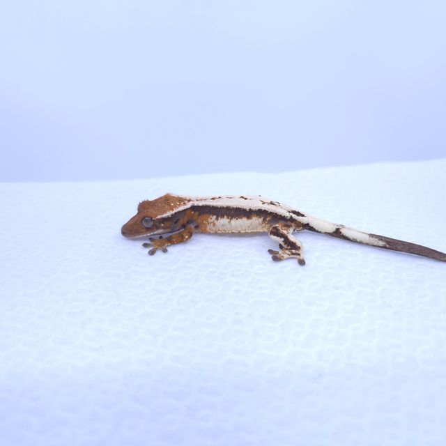 세이블