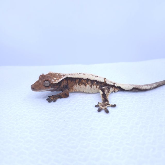 세이블
