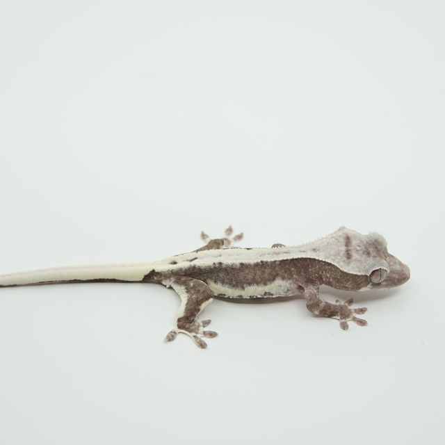 릴잔틱