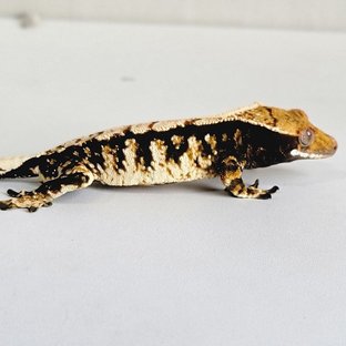 노멀 트라이 다크