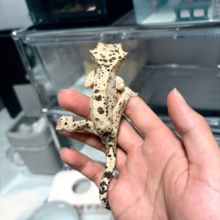 슈퍼달마시안 달마시안