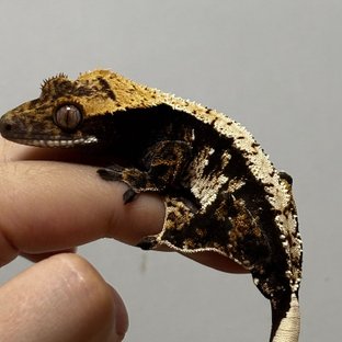 트라이 노멀 다크