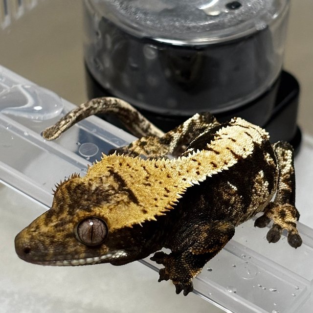 트라이 노멀 다크