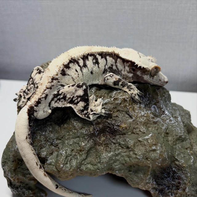 화이트스팟 드리피