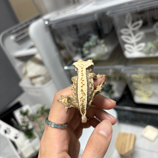 노멀 풀핀 쿼드 화이트스팟