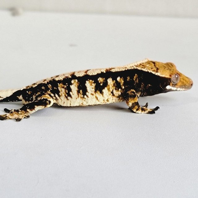 노멀 트라이 다크