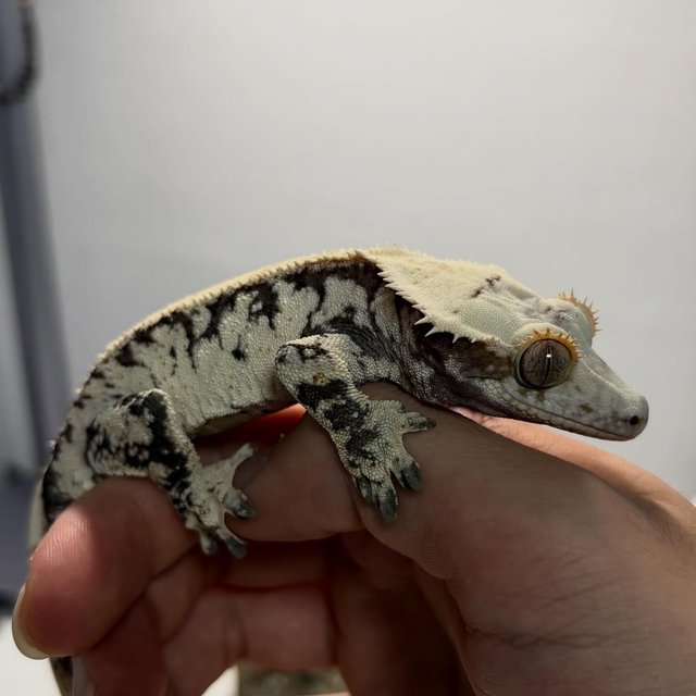 화이트스팟 드리피