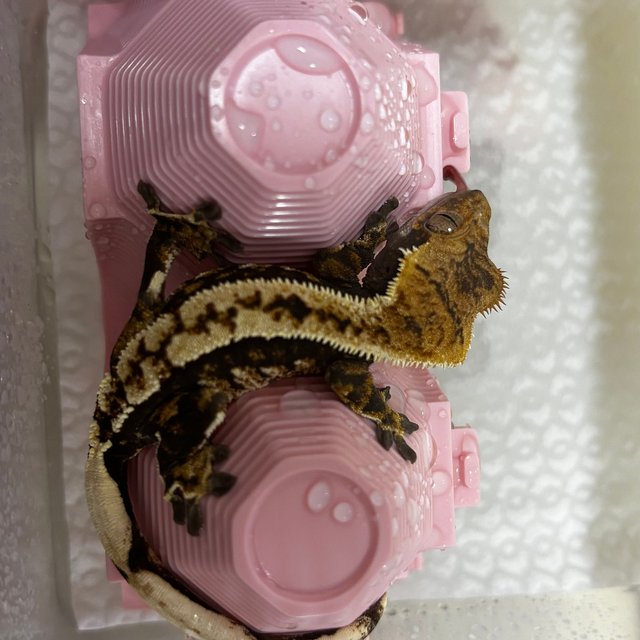 트라이 노멀 다크