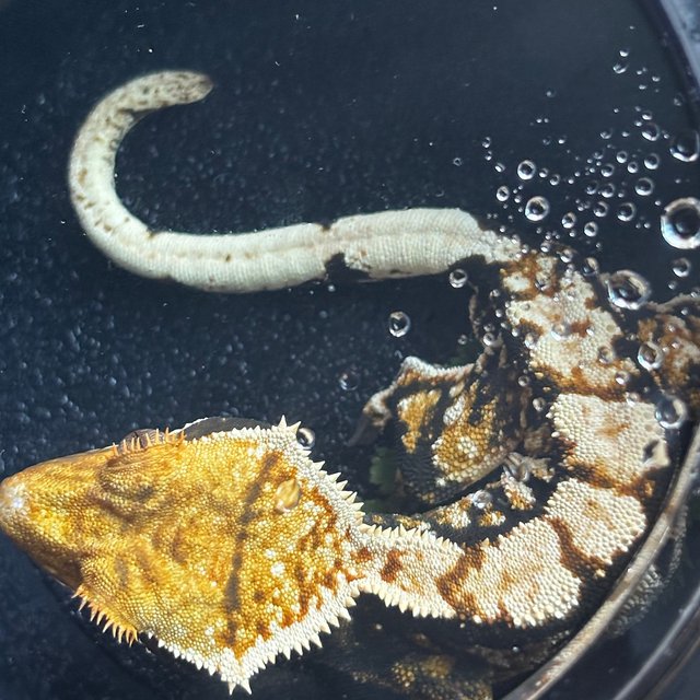 노멀 트라이 다크