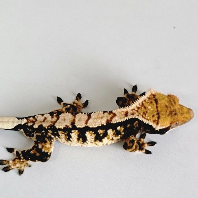 노멀 트라이 다크