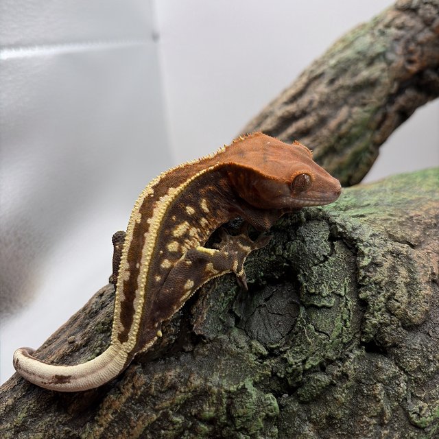 카푸치노 슈퍼스트라이프 쿼드 화이트스팟