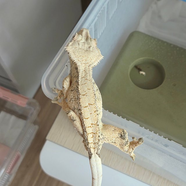 노멀 화이트스팟 드리피 풀핀