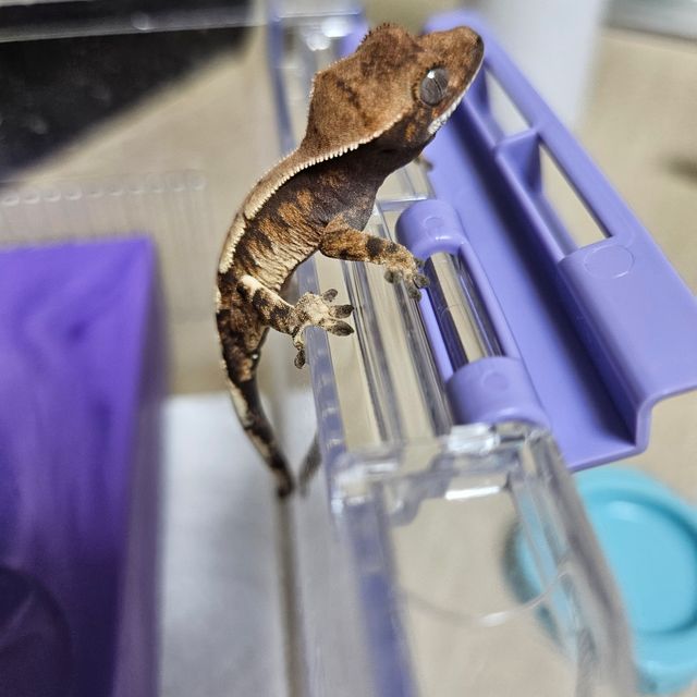 세이블