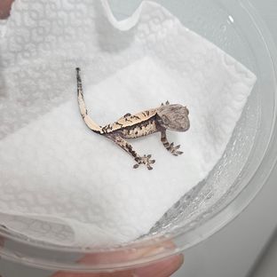 카푸치노 트라이
