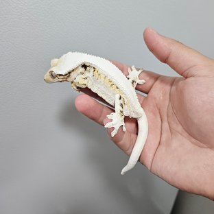 릴리화이트 트라이