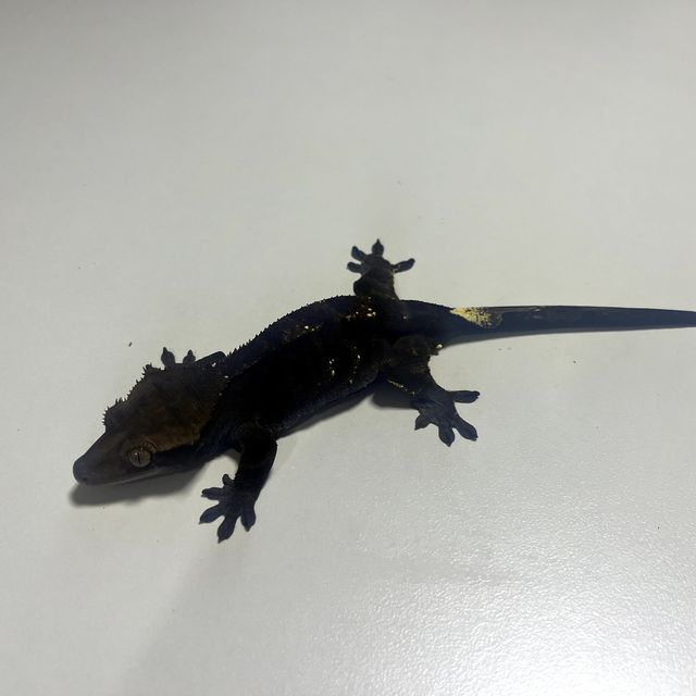 카푸치노 다크