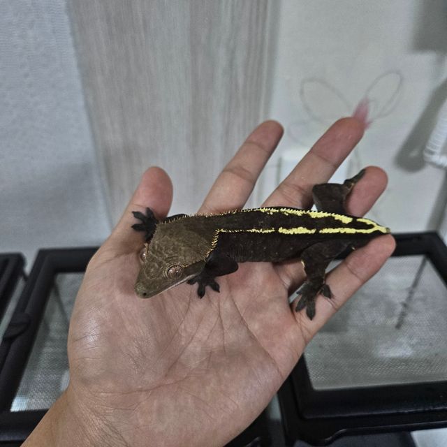 카푸치노