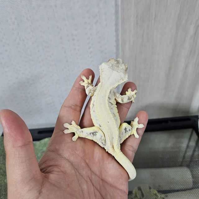 릴리화이트
