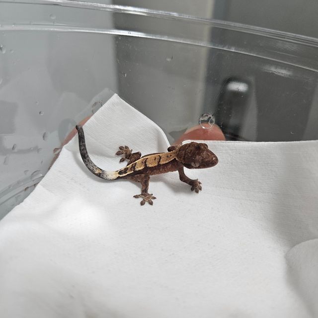 세이블