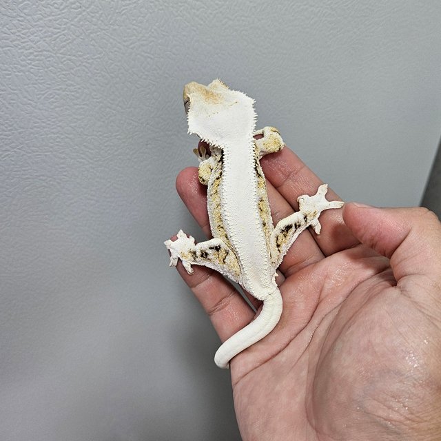 릴리화이트 트라이