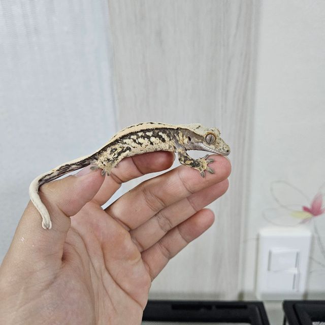 노멀 풀핀 화이트스팟