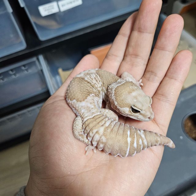 오레오 카라멜